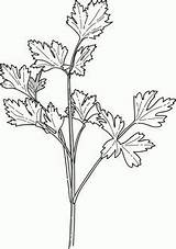 Parsley Coloring Pages Herbs Herb Clipart Cilantro Vegetable Drawings Colouring Coriander Para Drawing Color Garden Cliparts Cartoon Herbalism Book Library sketch template