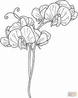 Pea Sweet Flower Coloring Pages Flowers Vine Vines Printable Clipart Color Drawing Outline Gif Supercoloring Tattoo Sketches Peas 1284 1622 sketch template