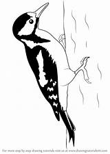 Woodpecker Draw Spotted Drawing Great Step Drawingtutorials101 Tutorials Bird Wood Silhouette Drawings Birds Line Animals Learn источник Choose Board sketch template