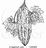 Gourd Bitter Illustration Royalty Clipart Lal Perera Vector Protected Collc0106 Clip sketch template