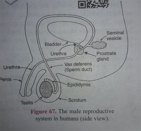 gross anatomy male reproductive system
