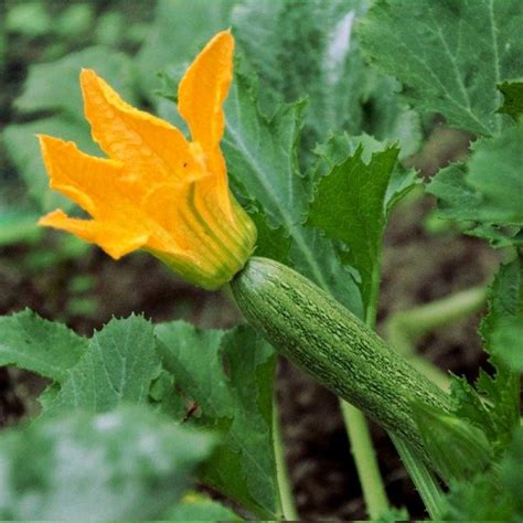 squash plant