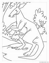 Coloring4free Kangaroo Coloring Pages Kindergarten Related Posts sketch template