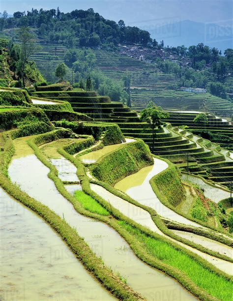 Asia China Yunnan Province Yuanyang County Flooded Rice Terraces