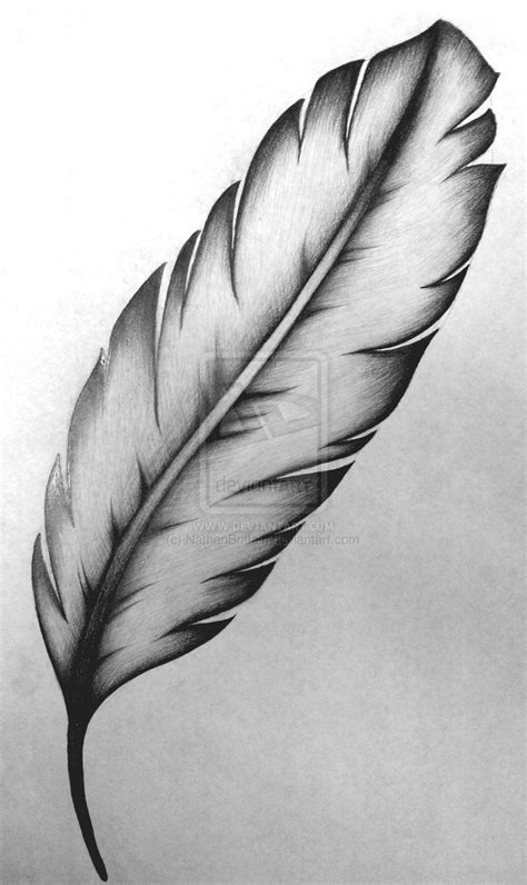 Feather Sketch Feather Drawing Feather Tattoo Design Feather