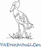 Shoebill Coloring Draw Designlooter 350px 16kb Drawings Easy Tutorial Print sketch template