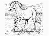 Horse Coloring Pages Printable Horses Color Print Book Adult Adults sketch template
