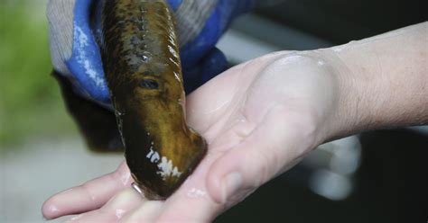 sea lamprey invasive species
