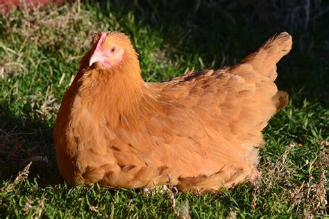 buff orpington started pullets cackle hatchery