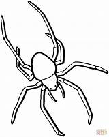 Ragno Ragni Beinen Aranha Insekt Langen Ausmalen Spinne Malvorlage Trapdoor Spinnen Ausmalbild Entro Colorironline sketch template