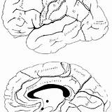 Brodmann Cortex Cerebral sketch template