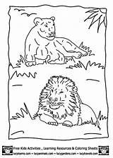 Coloring Lion Pages Printable Kids Safari Sheets Lucy Learns Head Preschool Lions Popular Crafts Africa Cartoon Kiezen Bord Afkomstig Van sketch template