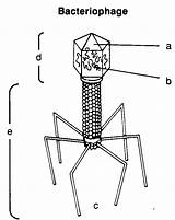 Bacteriophage sketch template