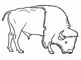 Bison Coloring Animals Grassland Pages Buffalo Printable Drawing Kids Animal Wildebeest Outline American Drawings Color Colouring Getcolorings Biome Getdrawings Popular sketch template