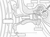 Ear Worksheet Diagram Anatomy Human Parts Worksheeto Via sketch template