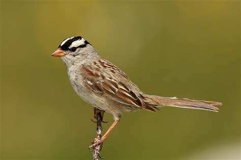 filewhite crowned sparrowjpg wikipedia