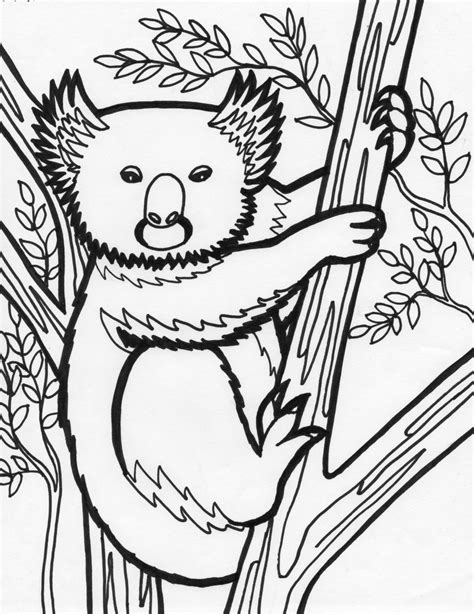coloring pages animal coloring pages koala  bear animal