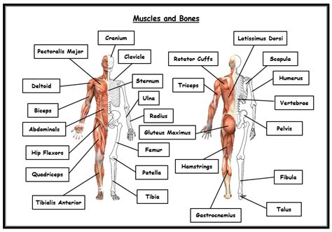 gcse pe aqa   combined bones  muscles worksheet  answers teaching resources