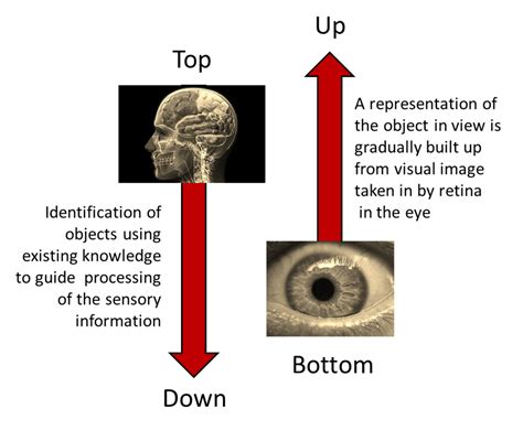 basic principles  visual  auditory perception