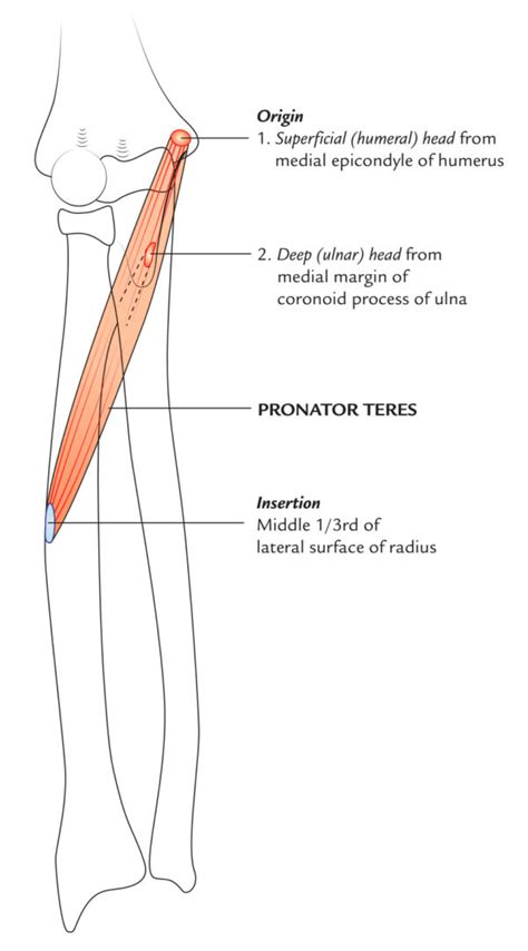 pronator teres muscle anatomy earths lab