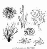 Desert Plants Vector Sketch Coloring Cactuses Set Tumbleweed Drawing Clipart Plant Template Stock Clipground sketch template