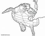 Turtle Sea Drawing Loggerhead Coloring Pages Baby Leatherback Printable Getdrawings Paintingvalley Collection Turtles Getcolorings Drawings sketch template