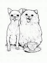 Coloring Pages Pomeranian Chihuahua Dog Drawing Kids Netart Popular Getcolorings Drawings Color Getdrawings sketch template