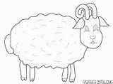 Sheep Meadow Pecore Colorkid Cabras Capre Malvorlagen Kolorowanki Schafe Ziegen Owce Kozy Ovejas Ovinos Caprinos sketch template