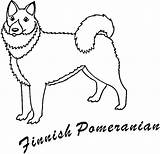 Finnish Pomeranian sketch template