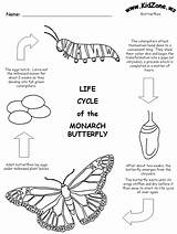 Butterfly Cycle Life Monarch Coloring Caterpillar Worksheet Pages Printable Worksheets Kids Grade Metamorphosis Science Kidzone Ws Stages Drawing Facts Animals sketch template