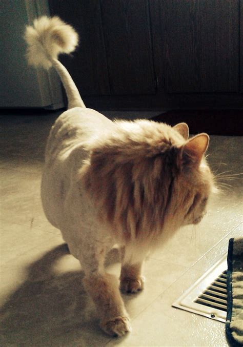 shaved my cat to look like a lion kittens pinterest best lions and cat ideas