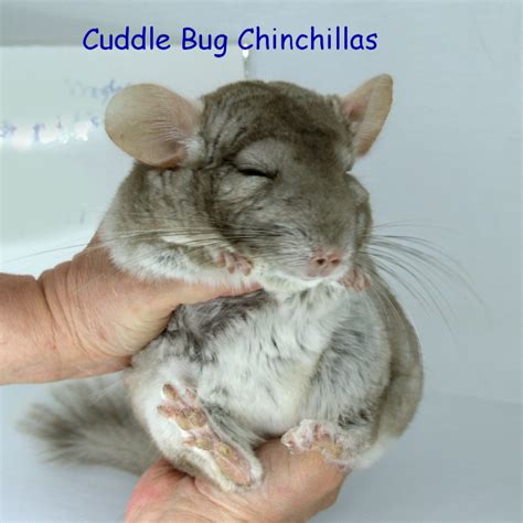 how long is a chinchilla pregnant captions trend update