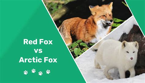 red fox  arctic fox key differences similarities pet keen