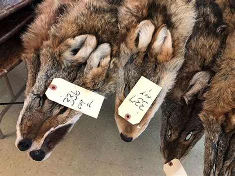 popularity  fur trimmed parkas  boon  coyote trappers