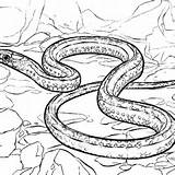 Snake Garter Coloring Pages Designlooter 268px 34kb sketch template