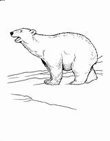 Polar Bear Coloring Pages Arctic Printable Kids Coloring4free Roaring Animals Tundra Realistic Snow Bestcoloringpagesforkids Popular Cute sketch template