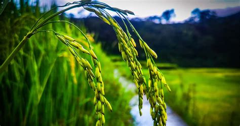 palay performance   cordillera philippine