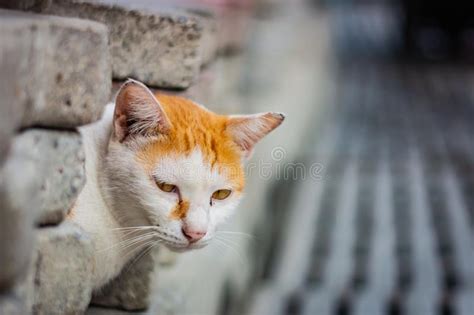 White And Ginger Yellow Cat Stock Image Image Of Laze