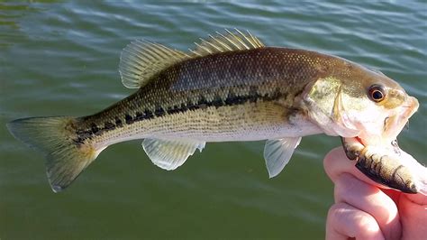 differences  largemouth bass  spotted bass bassgrab