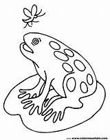 Frog Pad Lily Drawing Kids Sketch Coloring Sheet Pages Getdrawings Paintingvalley Choose Board sketch template