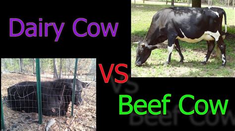 dairy   beef     difference youtube