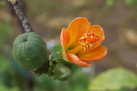 file hibiscus boryanus fruit flower and bud