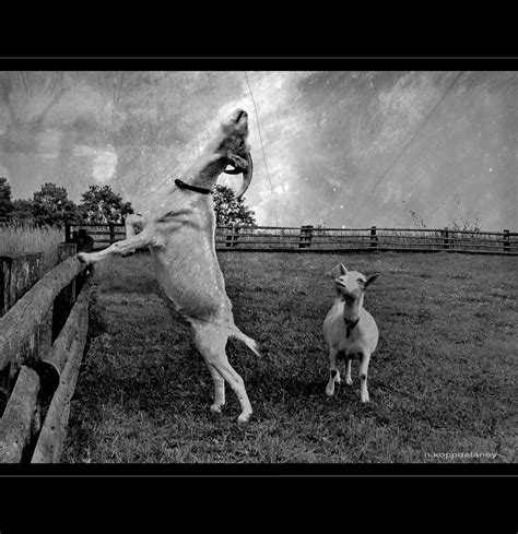 Goat Yoga The Perfect Goat Position O Honey I Love How Yo Flickr