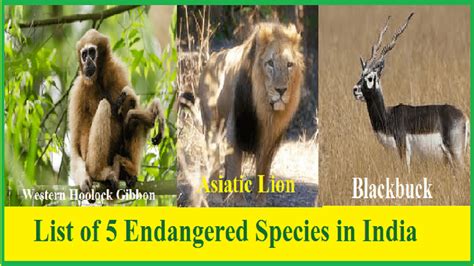 endangered species day  list   endangered species  india