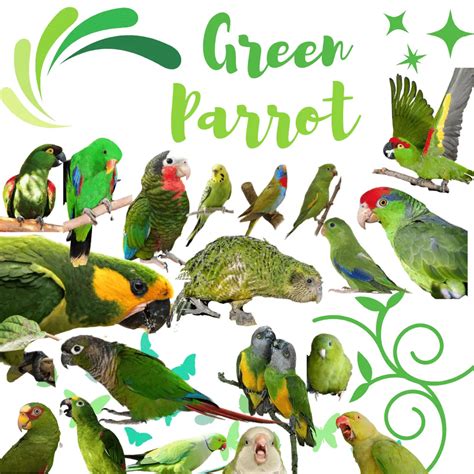 types  green parrots  pictures green parrot