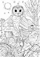 Owl Coloring Pages Barn Colouring Printable Owls Kids Adult Coloriage Adults Detailed Animal Sheets Realistic Omalovánky Book Fall Barnowltrust Color sketch template
