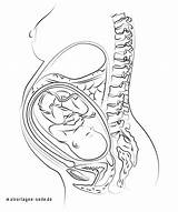 Pregnancy Womb Kleurplaat Zwanger Bauch Sketch Schwangerschaft sketch template