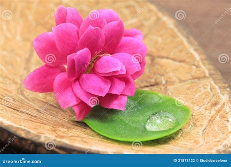 flower  leaf  spa stock photo image  calanchoe