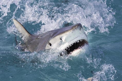 common sharks youll    texas coast iheart