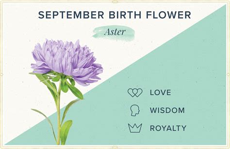 september flower   month